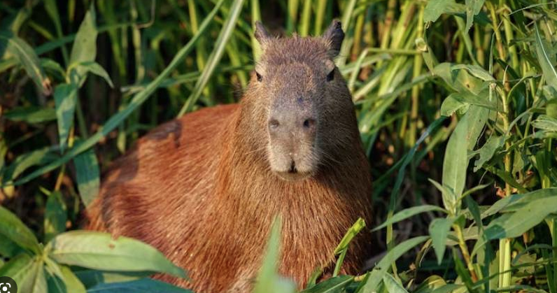 Ibama reforça importância de não levar animais silvestres para casa