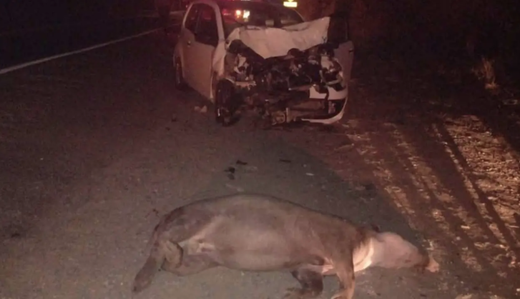 Carro fica bastante danificado após motorista atropelar anta na BR-040, próximo a João Pinheiro