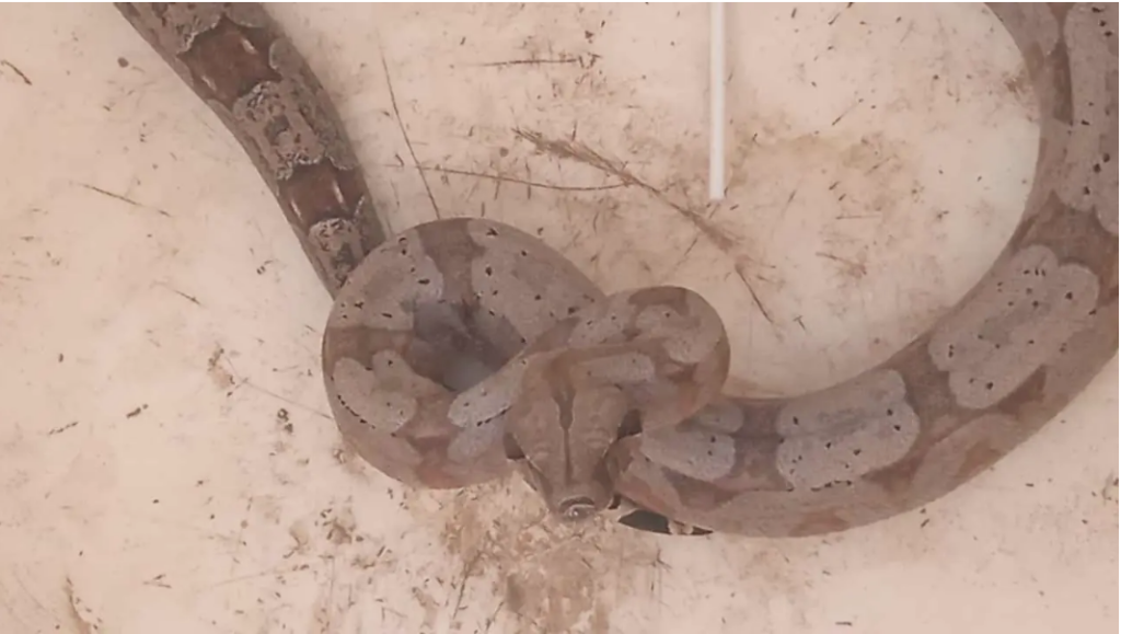 Cobra de aproximadamente um metro é encontrada em meio às gôndolas de um supermercado em João Pinheiro