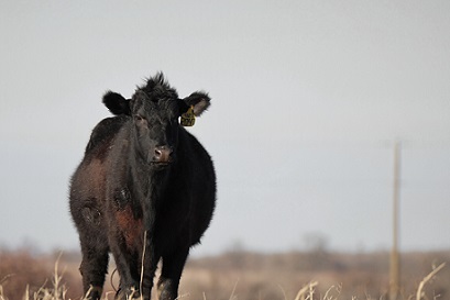 Exportação mundial de carne bovina: perspectiva de alta para 2024