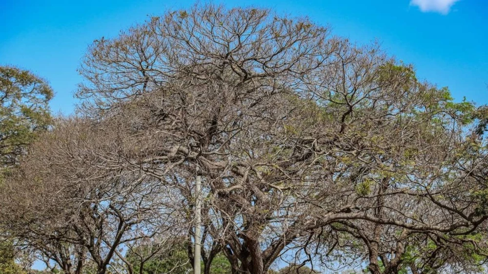 Tempo seco castiga Minas e deixa mais de 813 cidades em alerta