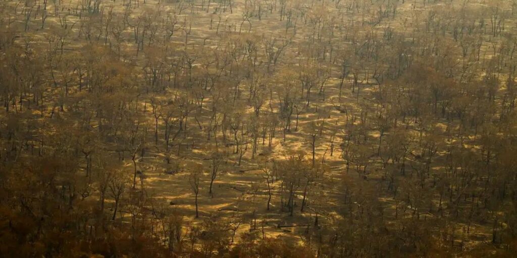 Incêndios e seca na Amazônia e no Pantanal batem marcas históricas