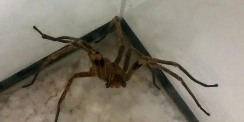 Picadas de aranhas são segunda maior causa de envenenamento no país